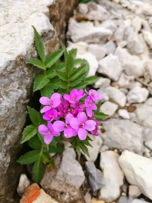 在石缝中顽强生长的花儿开得如些娇艳,只为不负这一季春光!