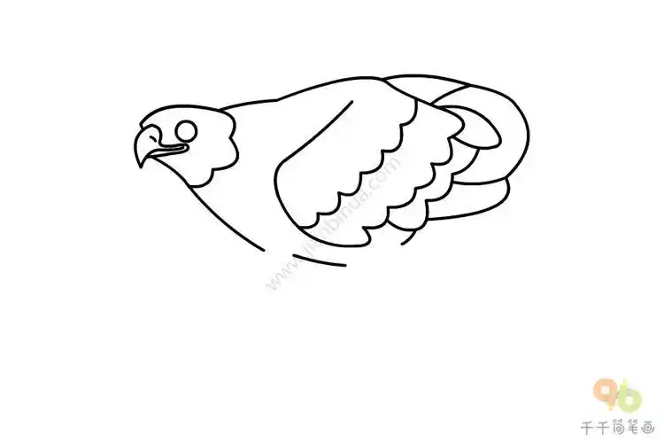 白肩雕简笔画教程飞行动物简笔画白头海雕的简笔画怎么画白头雕简笔画