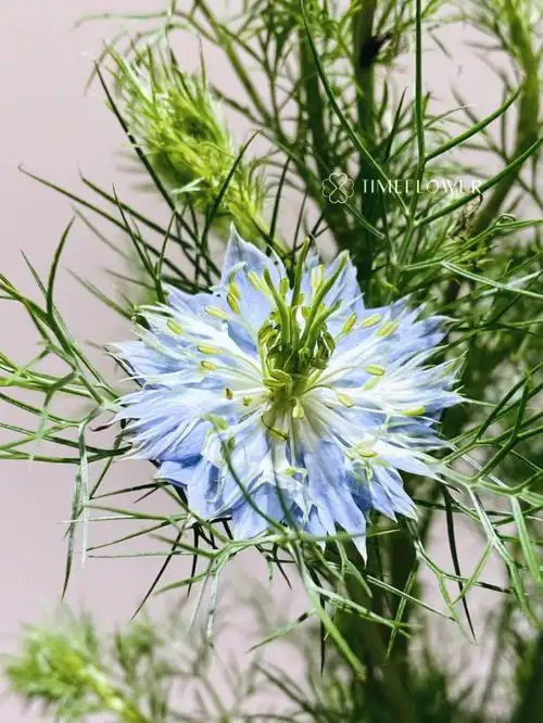 黑种草每日一花