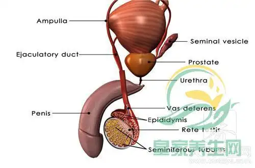 5,睾丸癌可以说睾丸癌是很多年轻男性最容易高发的癌症之一,根据统计