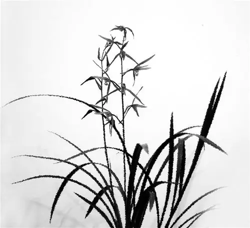 水墨画意-兰花-(72).jpg