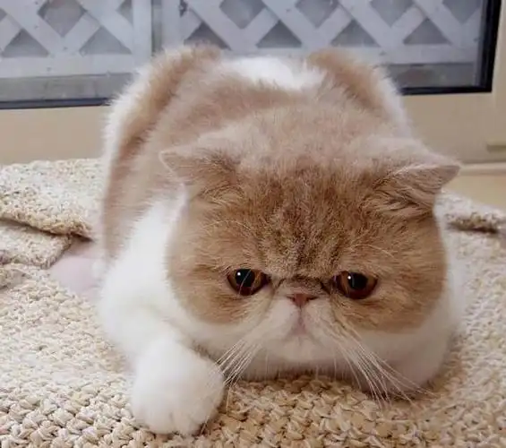 加菲猫逐渐退出宠物市场真相有7个很现实