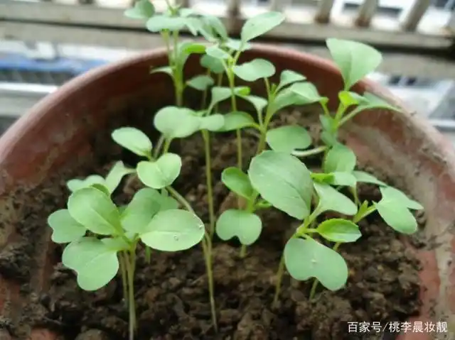 花卉养殖:油菜花的盆栽技巧,让你的庭院充满金色!