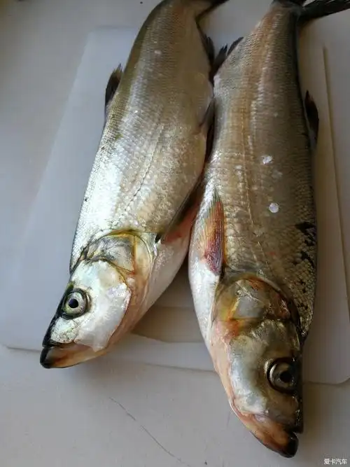 民以食为天2018花姑娘鱼你见过吗
