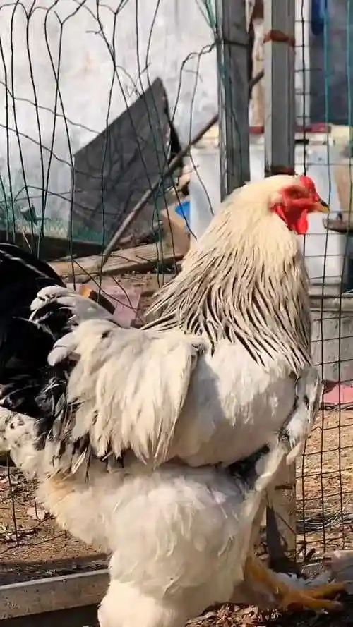 这只大公鸡大约有15斤脾气特别暴躁有时候还咬人