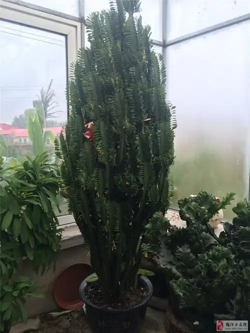 金麒麟花图片(家里为什么不能随便养麒麟花)