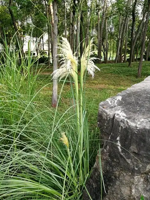 蒲苇韧如丝,磐石无转移.