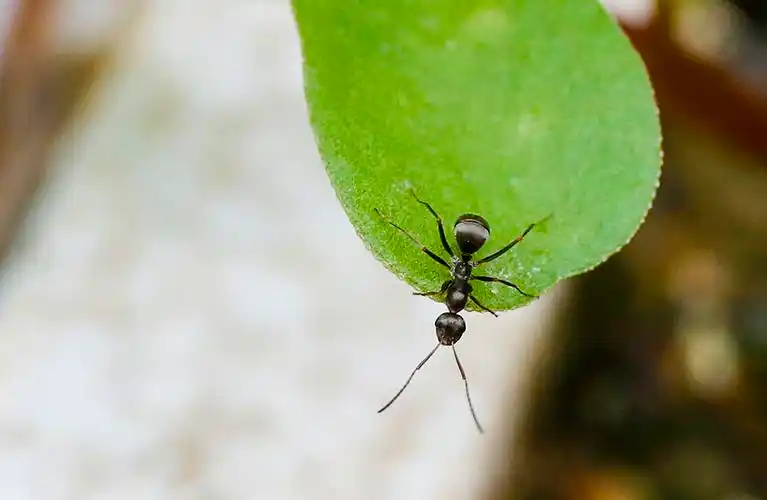 伏牛山昆虫:日本黑褐蚁