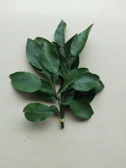 新鲜柚子叶碌柚叶柚子叶当天采摘柚子叶新鲜 6把