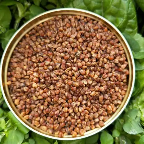 凉山黑苦荞茶苦荞全胚茶 烘焙型苦荞茶 黑珍珠整粒米苦荞茶荞麦