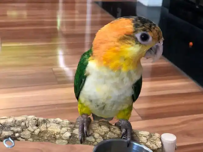 金头凯克millie接回家