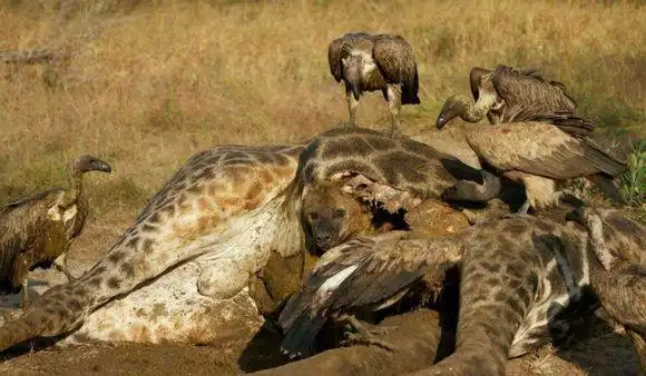 鬣狗捕食了长颈鹿不料吃完内脏后咬住了这,人们看后瞬间笑了!