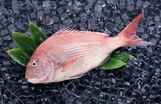 鲷鱼种类图片大全