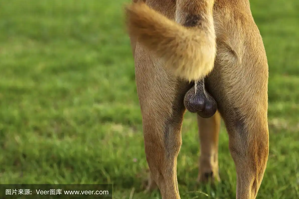 公园里的狗的睾丸