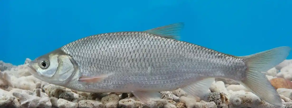 东北雅罗鱼(我国北方主要经济鱼类之一)_尚可名片