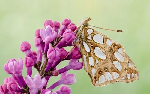 蝴蝶,飞蛾,翅膀,粉红色的花 壁纸 - 1920x1200