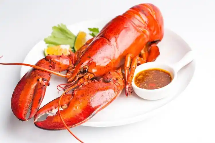 波士顿龙虾 高清 图片 素材