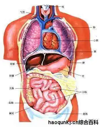 五脏六腑图片 位置图 分布关系是什么样的?