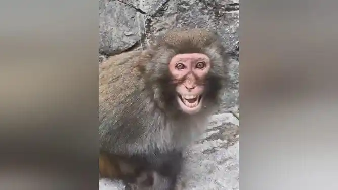 假笑猴子真逗每一秒都是表情包这笑容也太敷衍了吧