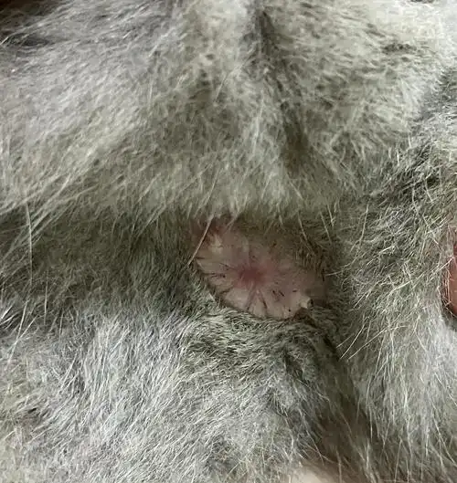 讨论求帮忙看看孩子的菊花有两个白点是什么