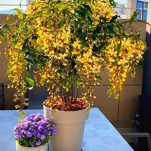 流彗垂丝茉莉【30天开花】珍稀品种垂吊室内绿植盆栽四季开花浓香型