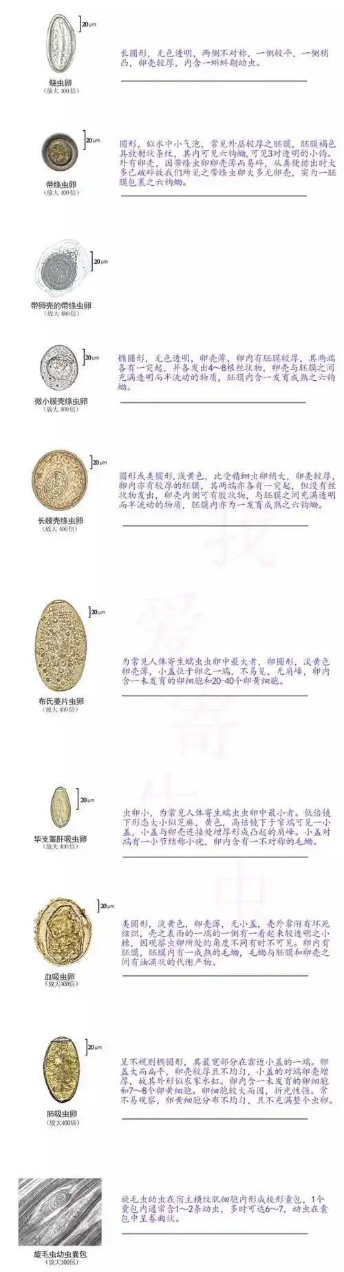 【图谱】常见人体寄生虫蠕虫卵及幼虫形态鉴别