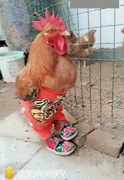 鸡: 我就是我 不一样的烟火 走自己的路 让别人说去吧我就问你们有没