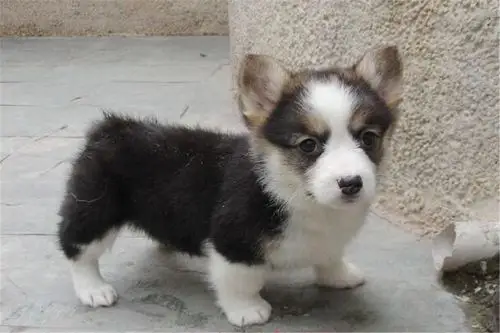 柯基犬应该如何进行训练,要掌握几个方法,教你几招