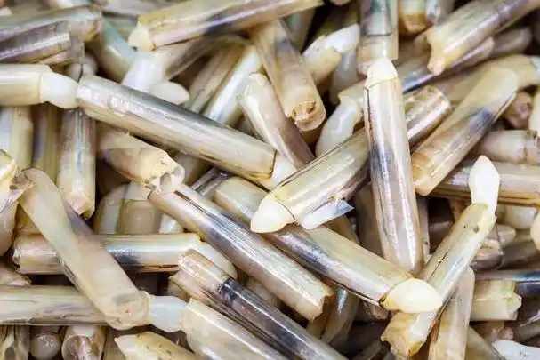 分享炒蛏子的正确做法,炒出来的肉质鲜嫩可口