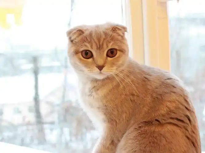 可爱的宠物,苏格兰折耳猫 高清壁纸31 - 1600x1200