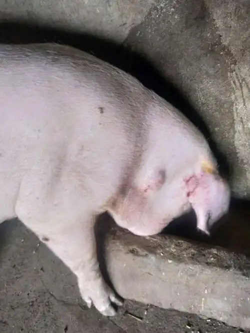 后备母猪脖子上起了一个包挺硬的其他正常