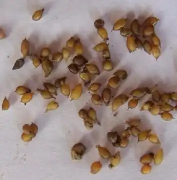 蚯蚓卵是什么样子的