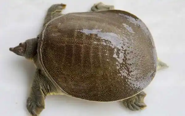 没有亚种,但存在地理变异,值得注意的是中华鳖虽然不是保护动物,但和