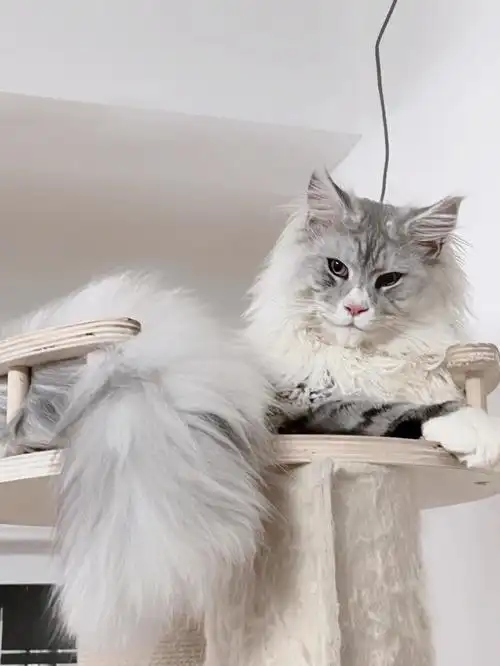 缅因猫霸道总裁和他的小娇妻们