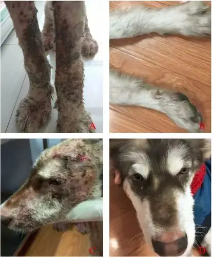 米尔贝肟治疗犬螨虫性皮肤病病例报告(图)[3]_牧医图谱_  阳光畜牧网