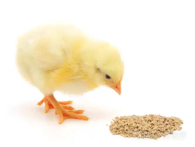 吃一顿饭的小鸡宝宝