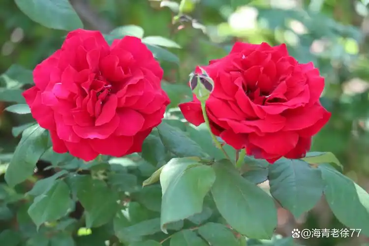 意大利,西班牙,卢森堡,罗马尼亚,伊拉克,叙利亚,摩洛哥等国家的国花