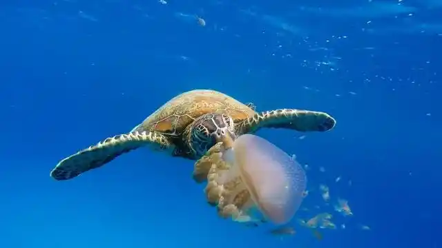 水母被海龟吃掉,海龟这一口吸就像喝水一样,镜头记录精彩全程