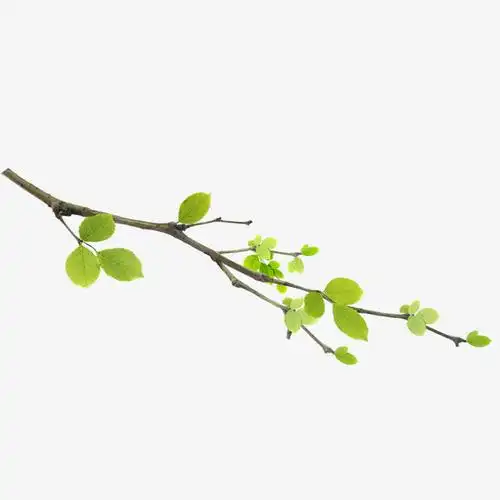 树枝素材免费下载_觅元素