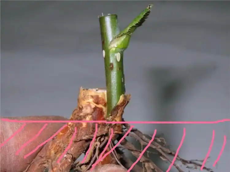 月季嫁接注意事项这一点可不要小看