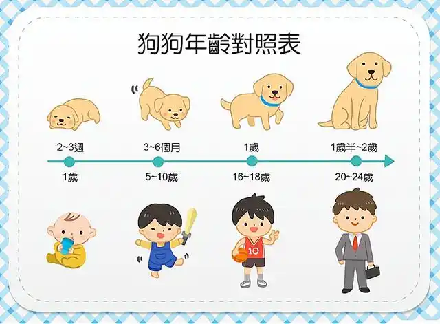9岁军犬退役时眉毛胡须已变白,狗狗的一年相当于人类几年?