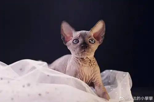 天津甜美斯芬克司宝宝找新家