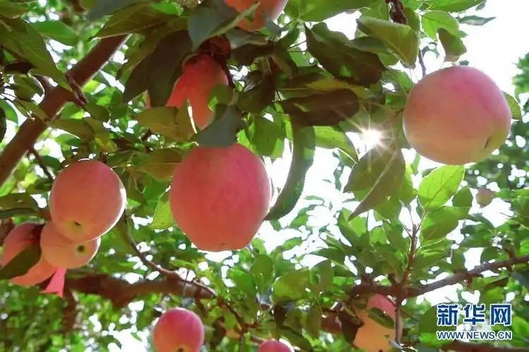 图为红彤彤的苹果挂满枝头.
