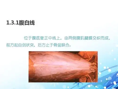 1腹白线 位于腹底壁正中线上,由两侧腹肌腱膜交织而成, 前方起自剑状