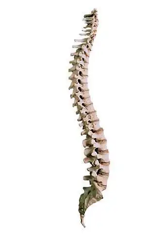 正常成人的脊柱有几个生理弯曲