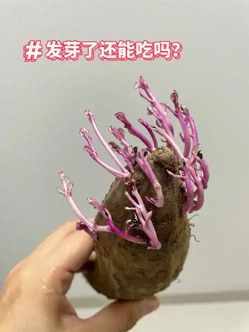 紫薯发芽了还能吃吗