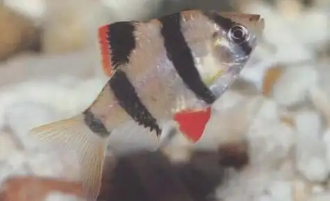 尤其神仙鱼,虎皮鱼喜欢撕咬丝状体鳍条,像和孔雀鱼,神仙鱼之类混养