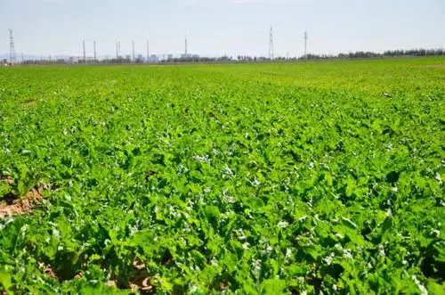 专业甜菜种植就要用格兰甜菜专业播种机