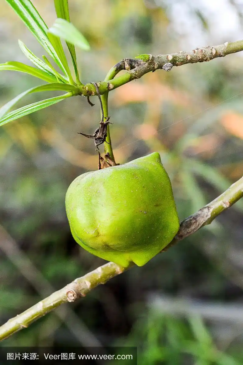 绿色夹竹桃水果