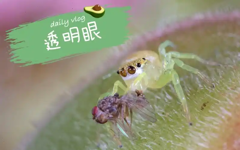 【te猎奇】锯艳蛛幼 可以看到透明的眼睛内部器官在动～_哔哩哔哩